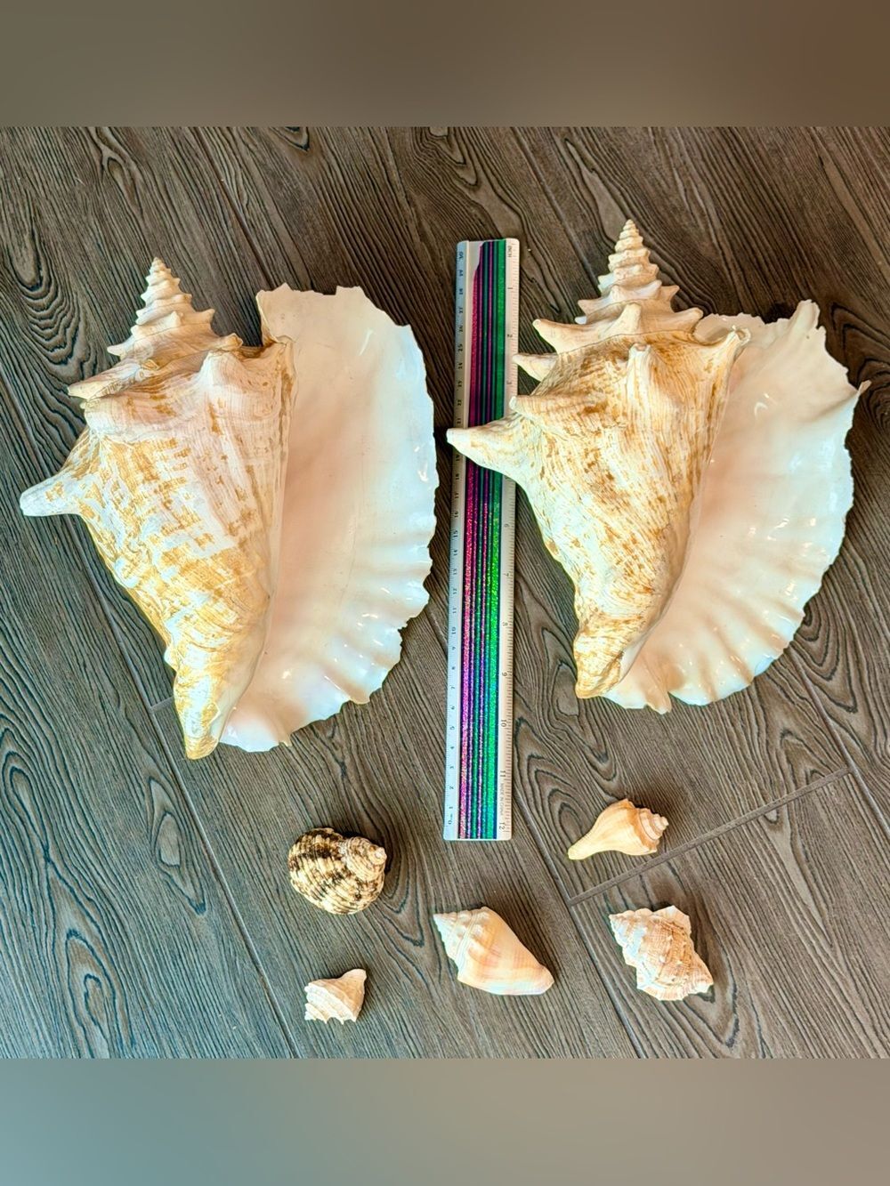 Vintage Large Queen Conch Shell Lot 11" & 10" Coastal Beach Decor Accent 7pc - Picture 2 of 3